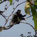 Image of Colobus guereza guereza Rüppell 1835