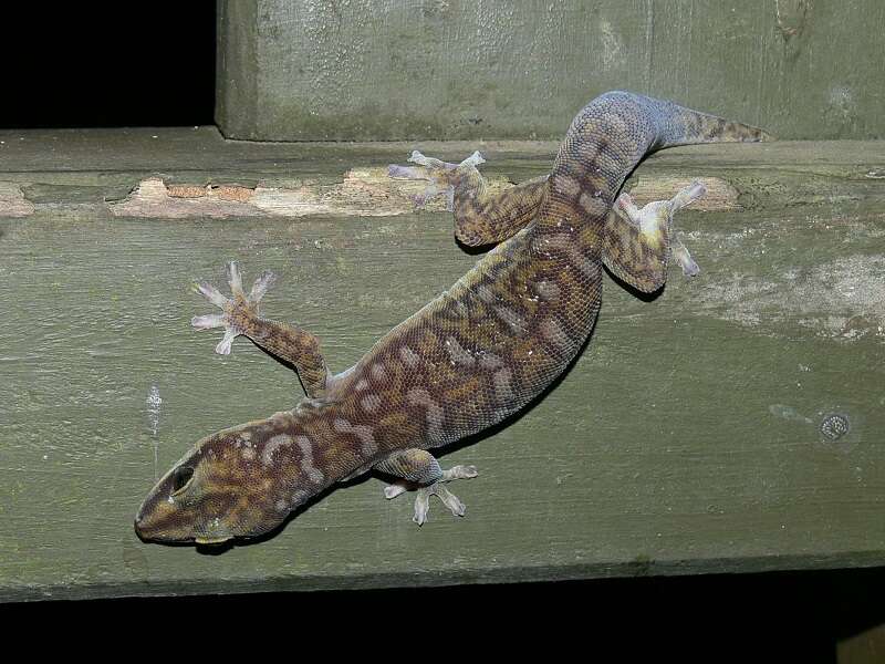 Image of Southern Spotted Velvet Gecko