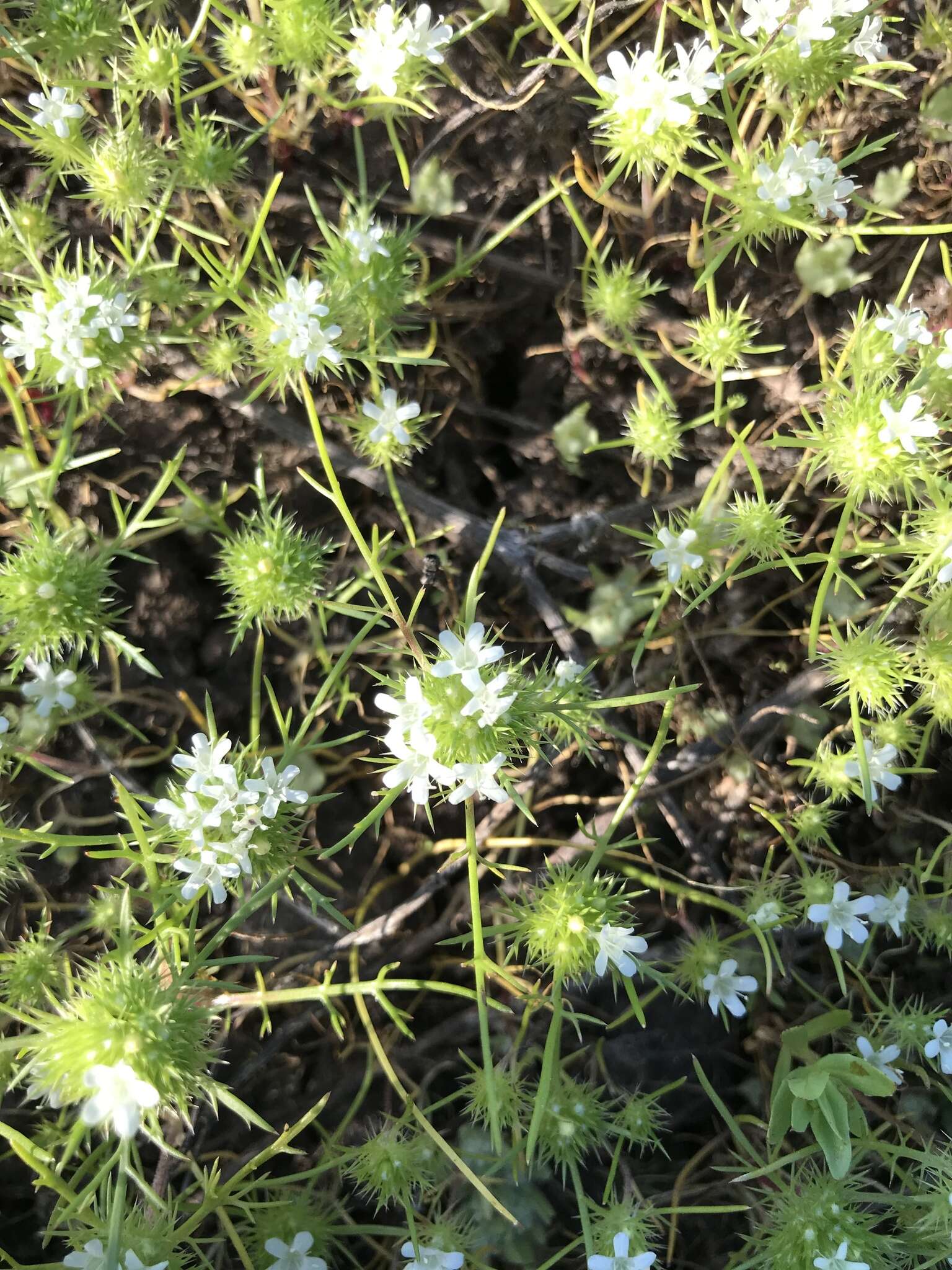 Image of whitehead navarretia