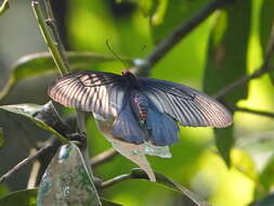 Image of Atrophaneura varuna (White 1842)