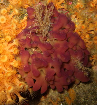 Image of flesh sponge