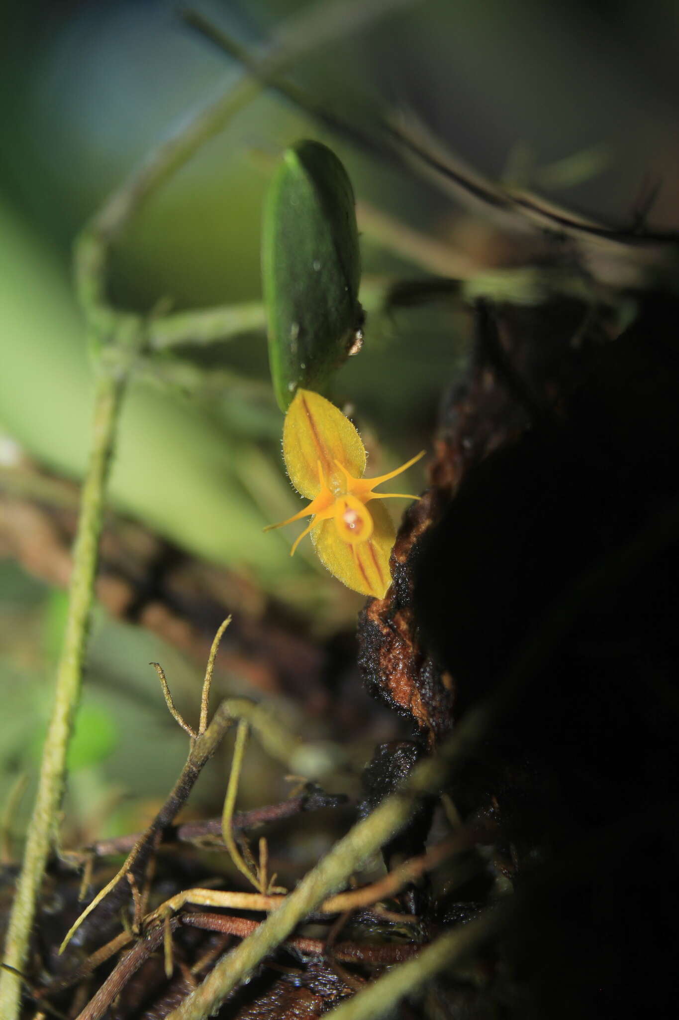 Image of Lepanthes octopus Luer & R. Escobar