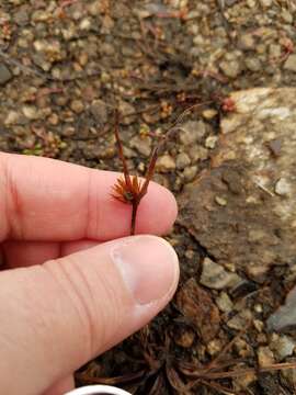 Image of Granite Flat Sedge