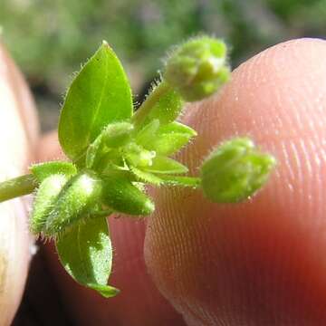 Sivun Stellaria apetala Bernardino kuva