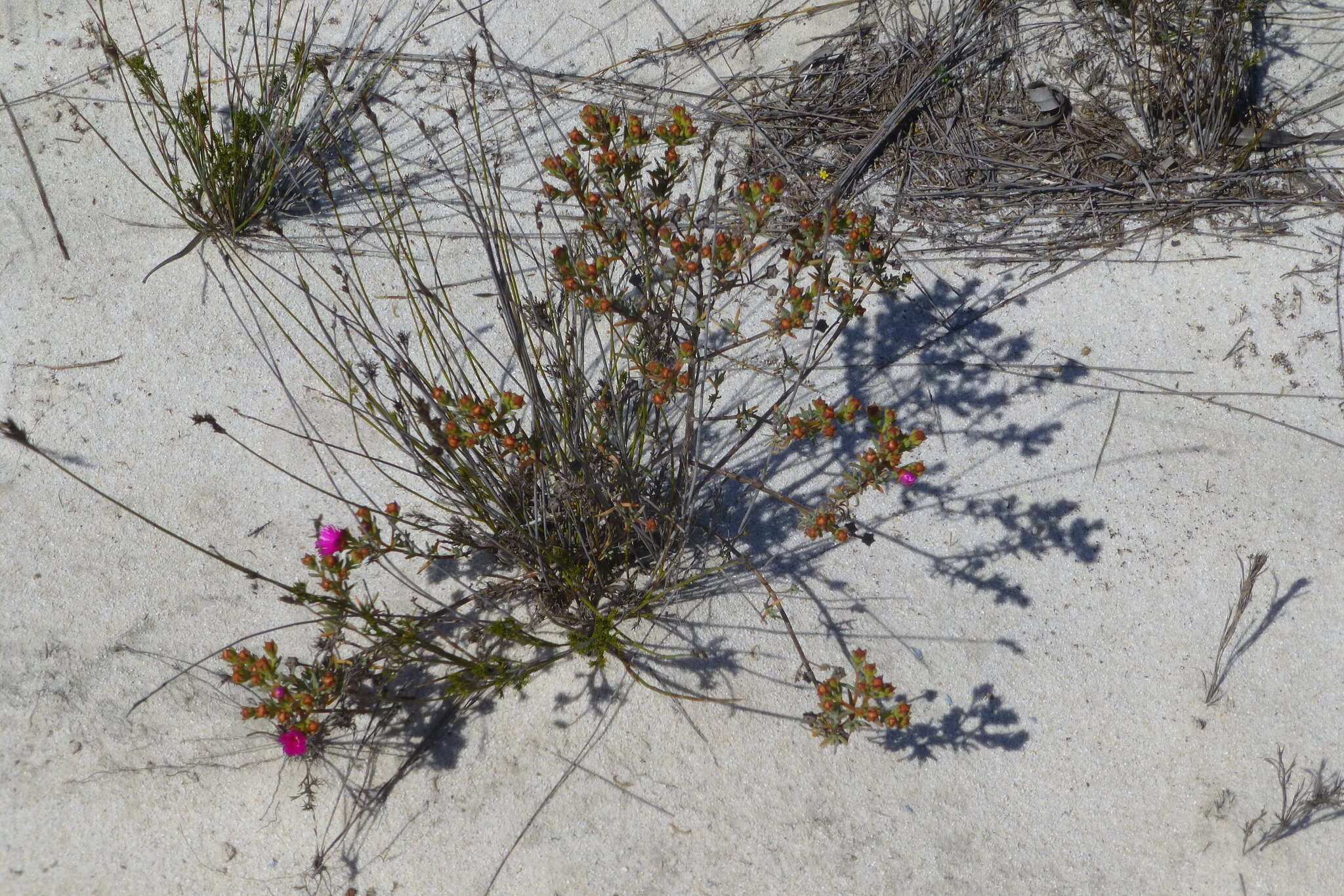 صورة Lampranthus densifolius (L. Bol.) L. Bol.