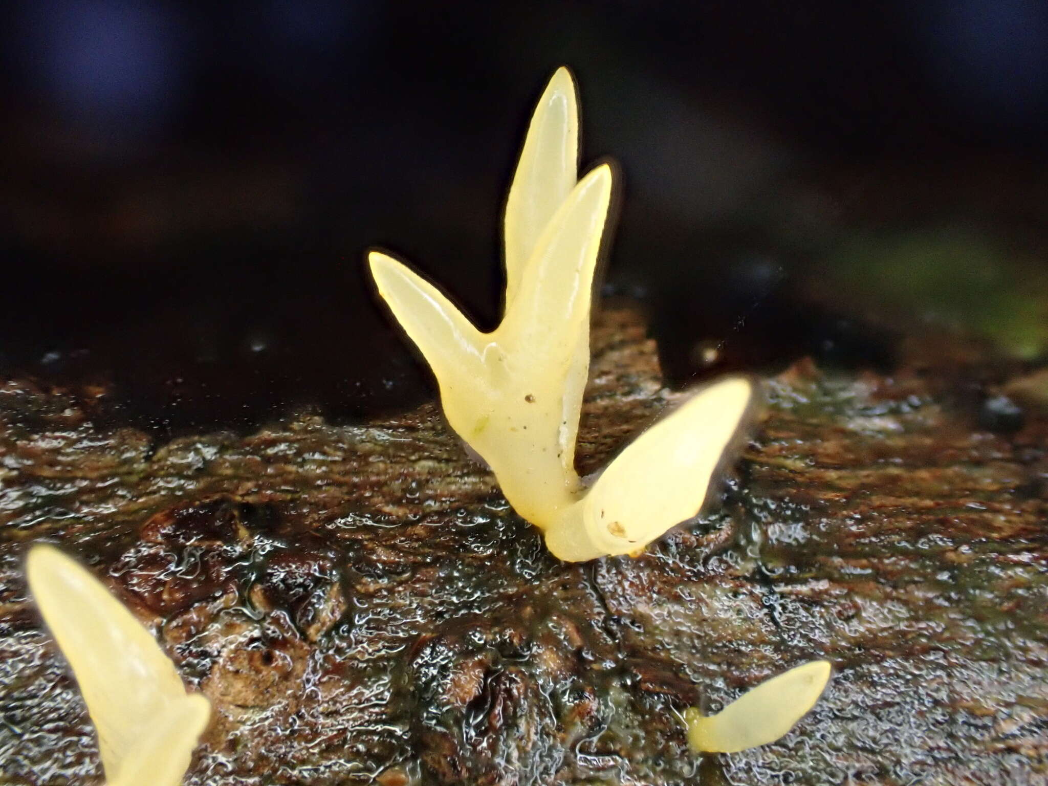 Image de Calocera furcata (Fr.) Fr. 1827