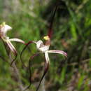 Image of Caladenia denticulata subsp. rubella A. P. Br. & G. Brockman