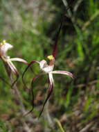 Image of Caladenia denticulata subsp. rubella A. P. Br. & G. Brockman