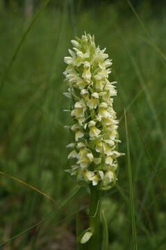 Image de Dactylorhiza incarnata subsp. ochroleuca (Wüstnei ex Boll) P. F. Hunt & Summerh.