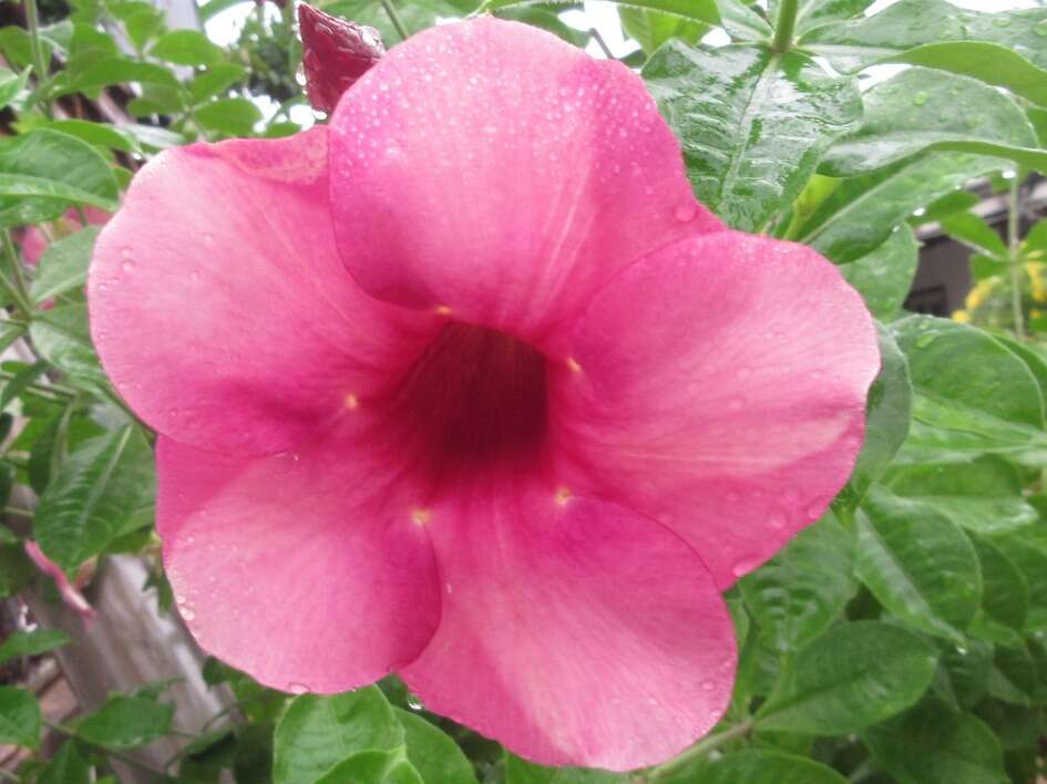 Image of purple allamanda