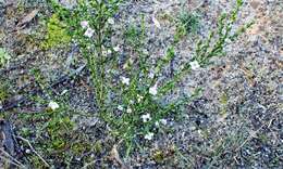 Image of Cyanothamnus coerulescens subsp. coerulescens