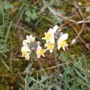 Plancia ëd Linaria supina subsp. maritima (DC.) M. Lainz