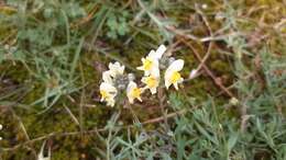 صورة Linaria supina subsp. maritima (DC.) M. Lainz