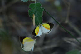 Image of Eurema elathea (Cramer (1777))