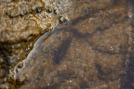 Image of metallic marine isopod