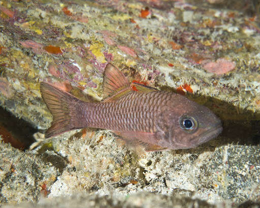 Image of Bandfin cardinalfish