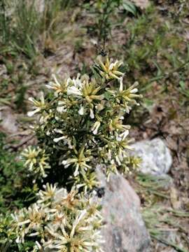 Image of Baccharis flabellata Hook. & Arn.