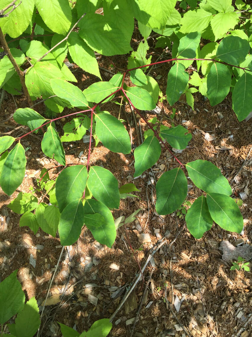 Image of flytrap dogbane