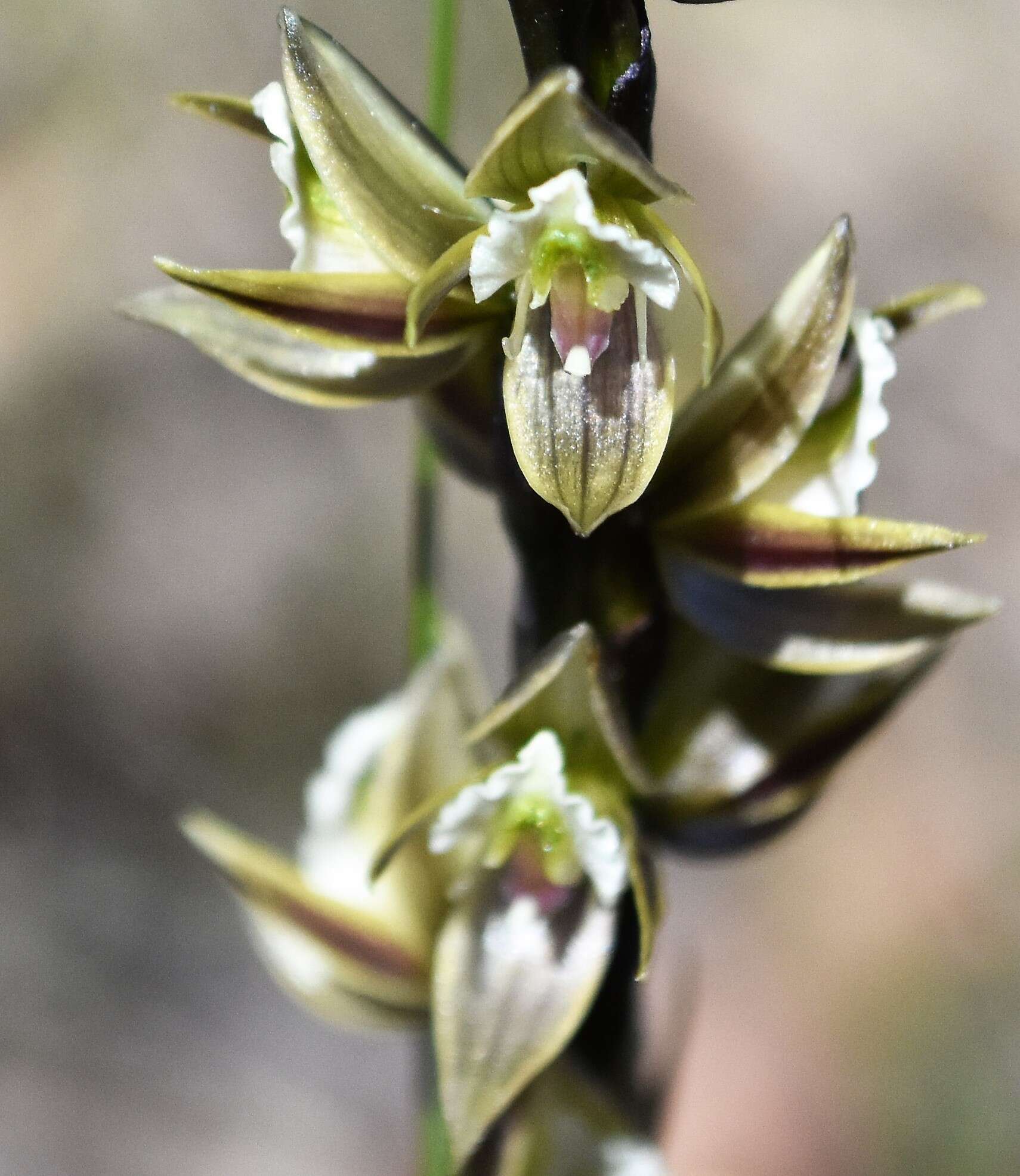 Imagem de Prasophyllum elatum R. Br.