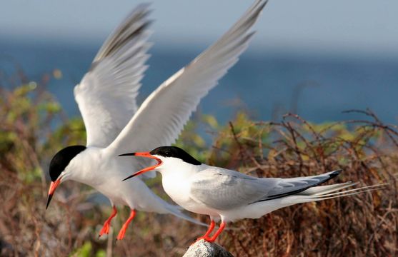 Image of Roseate tern