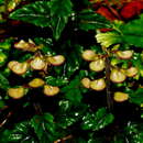 Image of Scutellaria taiwanensis C. Y. Wu