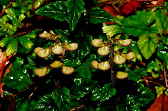 Image of Scutellaria taiwanensis C. Y. Wu