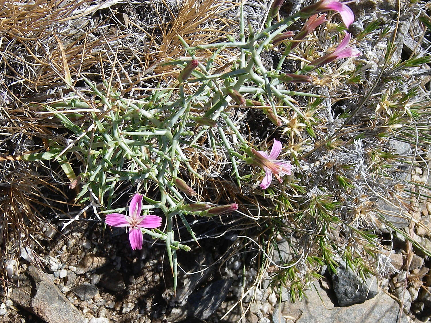 Image of skeletonweed