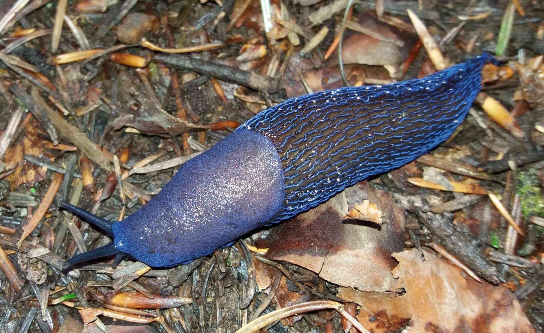 Image of Carpathian blue slug