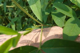 Image of West Indian rattlebox