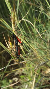 Image of Zygaena graslini Lederer 1855