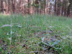 Image of silver hairgrass