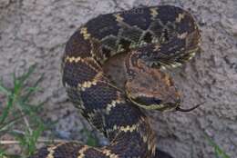 Image of Blacktail Rattlesnake