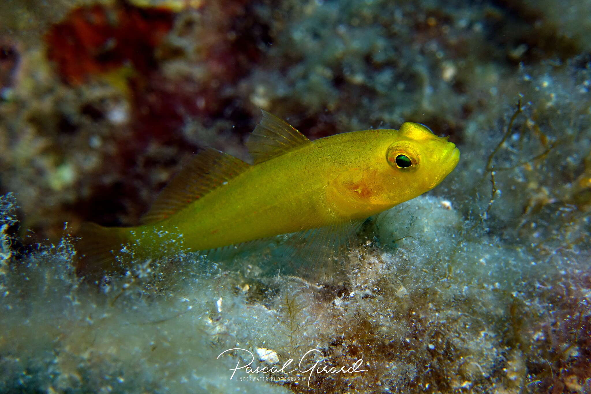 Image of Golden Goby