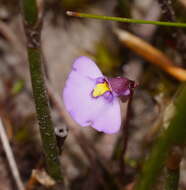 Image de Utricularia barkeri R. W. Jobson