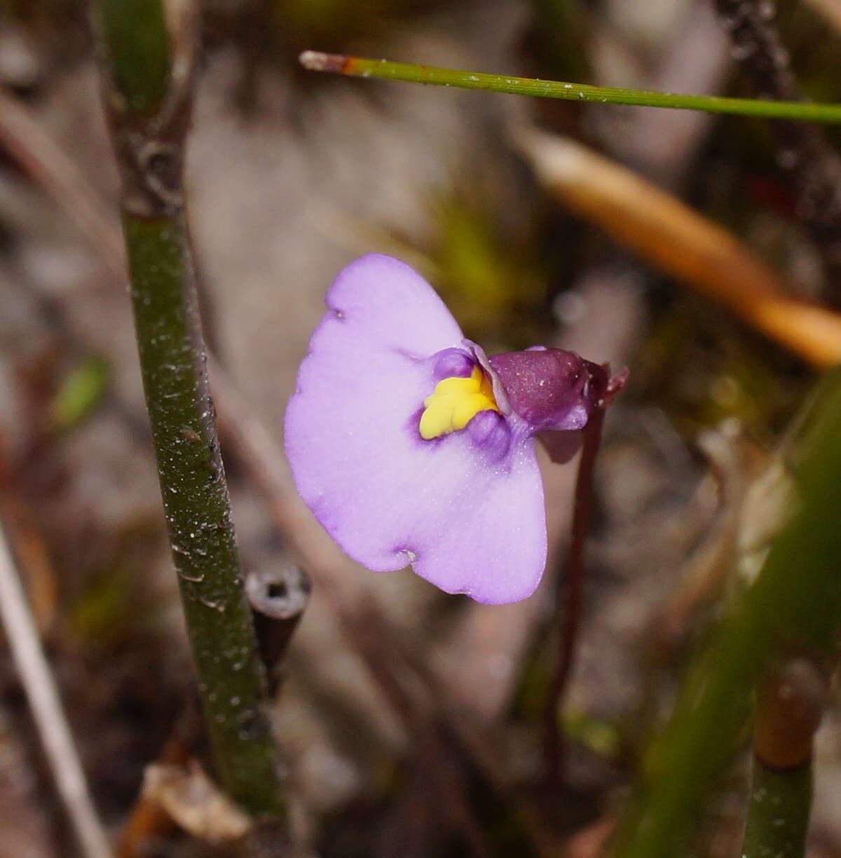 Image de Utricularia barkeri R. W. Jobson