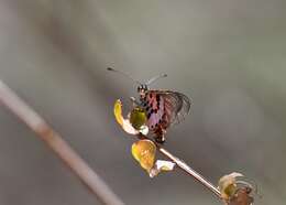 Image of Acraea ranavalona Boisduval 1833