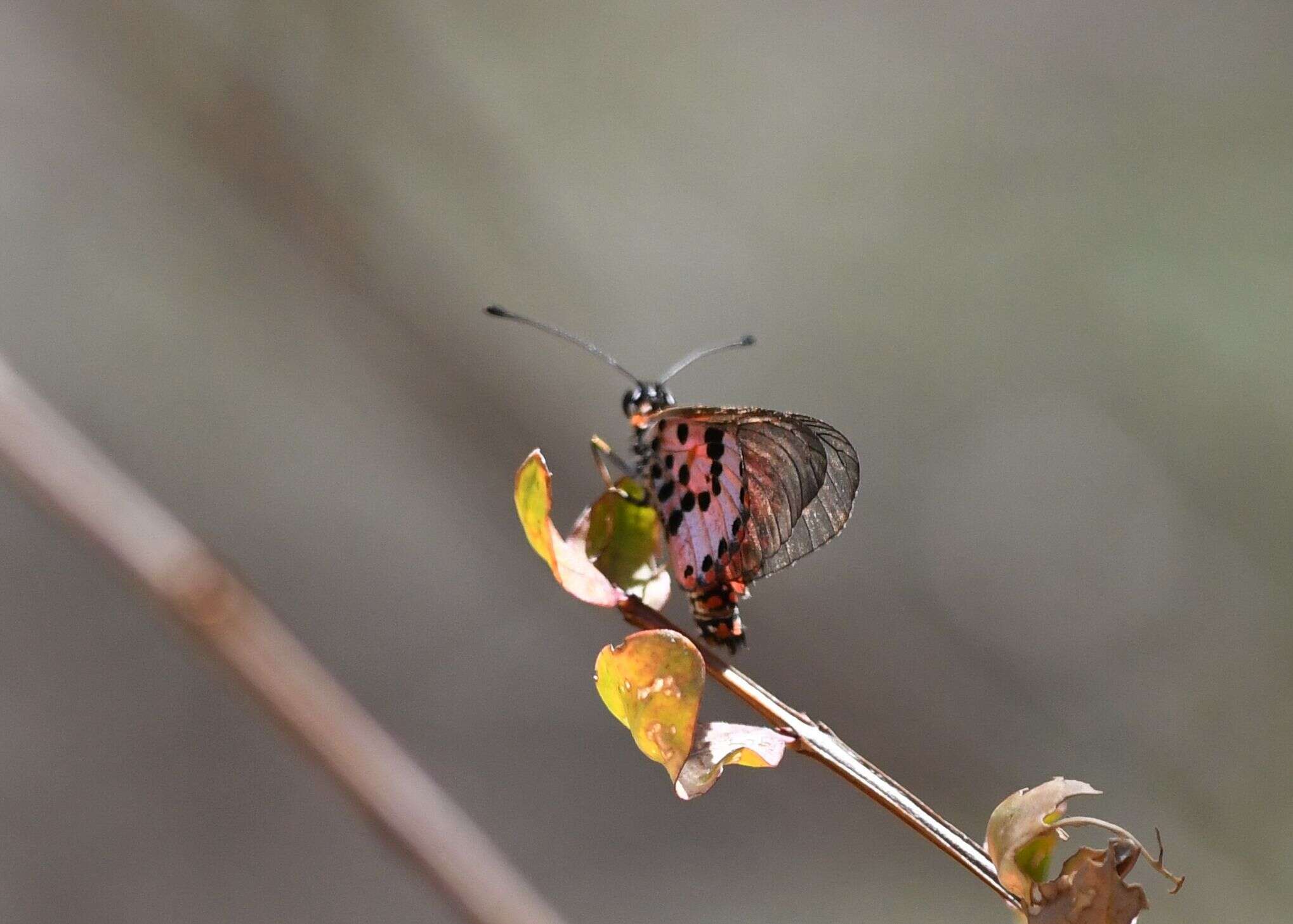 Acraea ranavalona Boisduval 1833的圖片