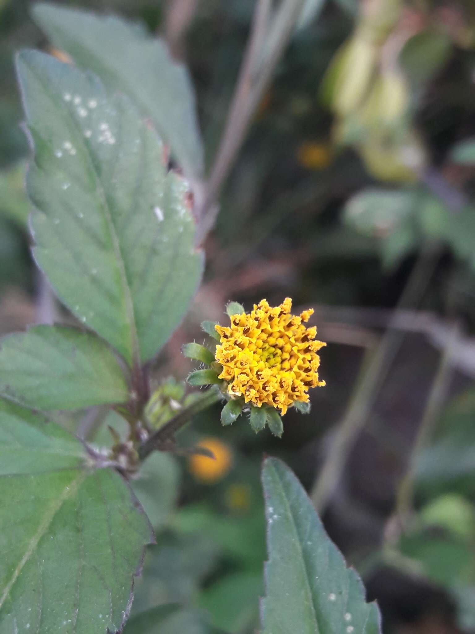 Image de <i>Bidens <i>pilosa</i></i> var. pilosa