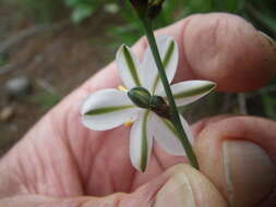 Image of Chlorophytum rigidum Kunth