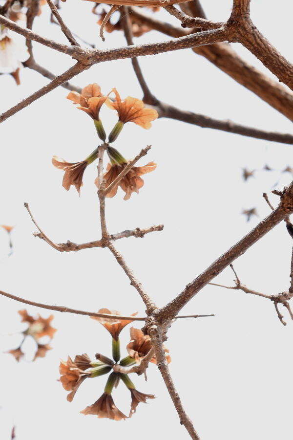 صورة Cordia morelosana Standl.