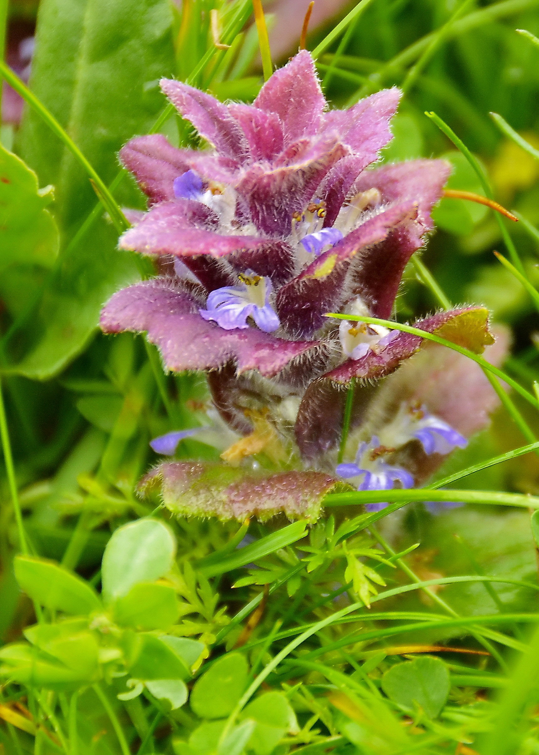 Ajuga pyramidalis (rights holder: Jos Mara Escolano)