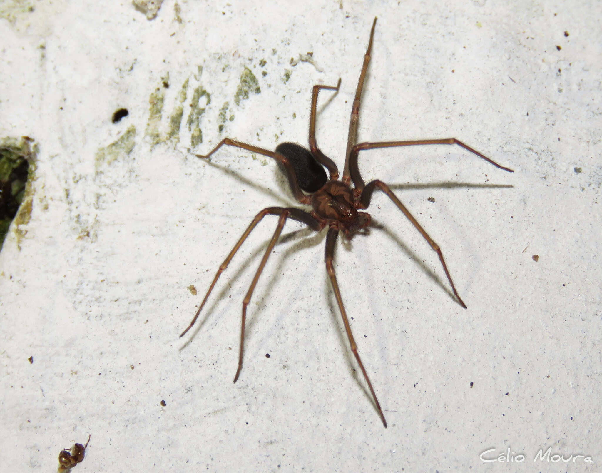 Image of Loxosceles amazonica Gertsch 1967