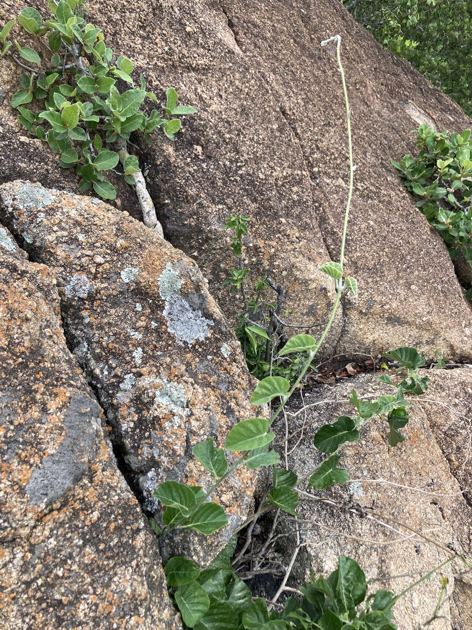 Image of Ipomoea albivenia (Lindl.) Sweet