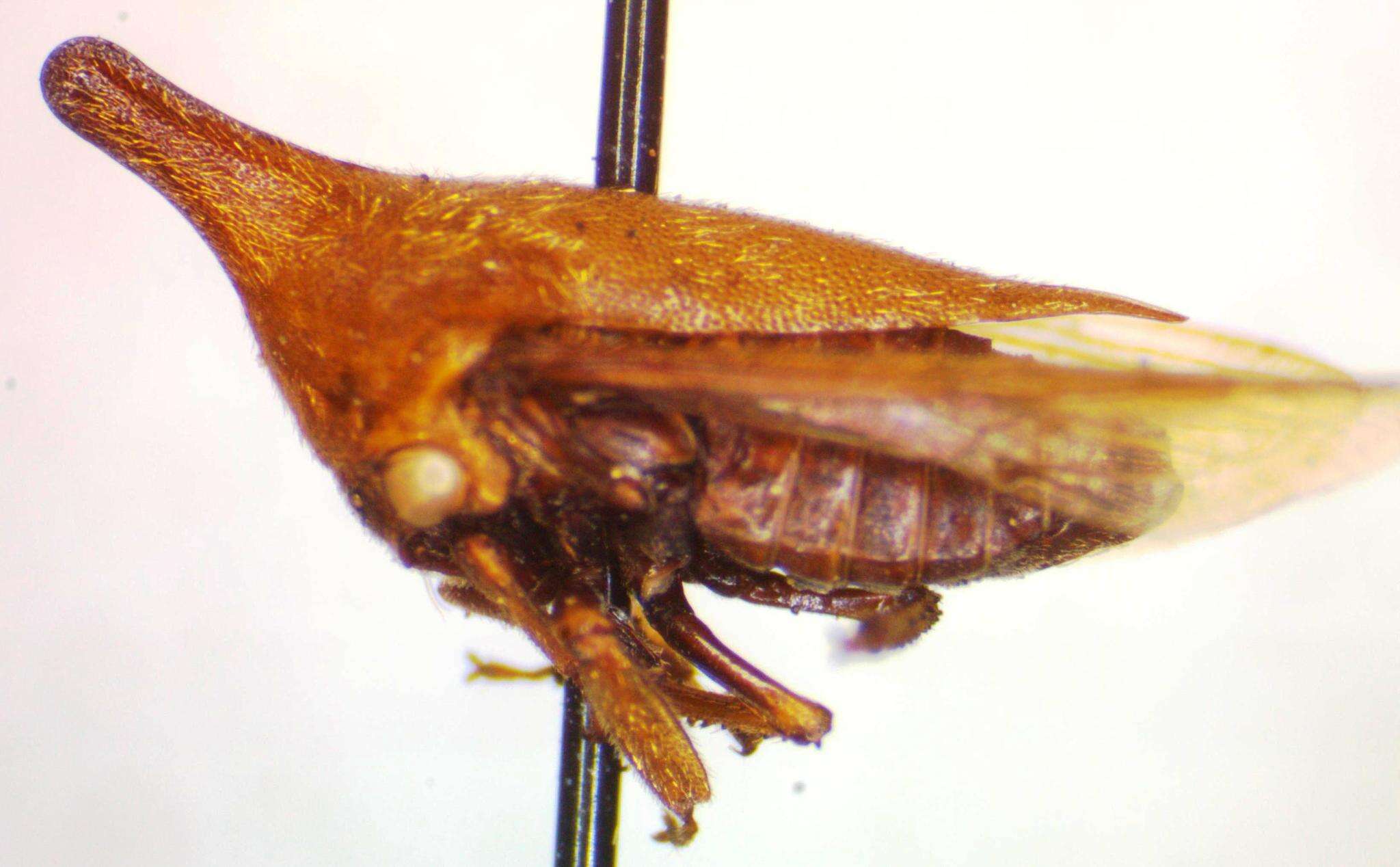 Image of Guayaquila emarginata Dietrich