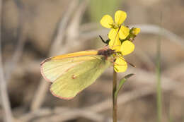 Imagem de Colias canadensis Ferris 1982