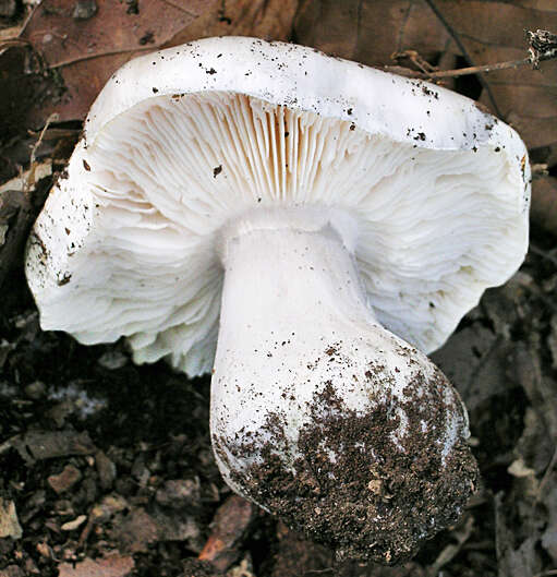 Image of Tricholoma subresplendens (Murrill) Murrill 1914