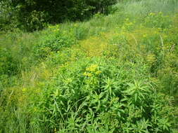 Image of Hairy Spurge