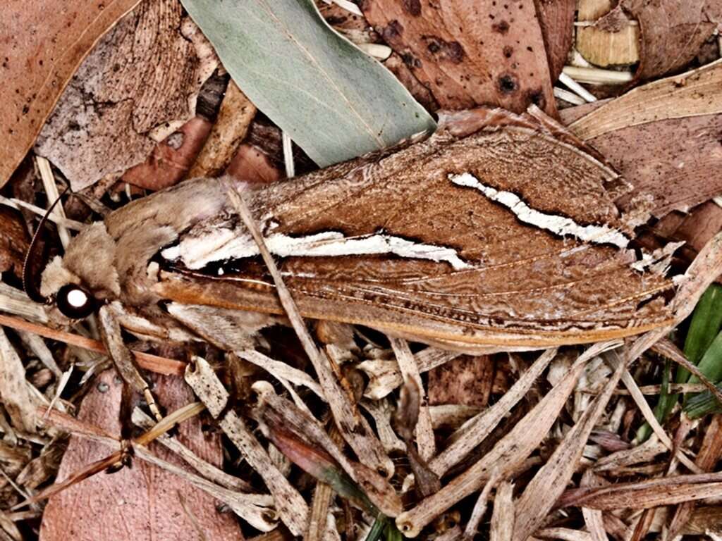 Image of Abantiades latipennis Tindale 1932