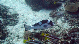 Image of Dotted sweetlips