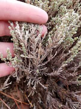 Image of woolly beachheather